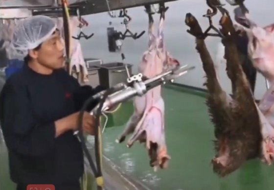 蹄用油圧シアー肉処理機器ハラールヤギ肉屠殺場設備