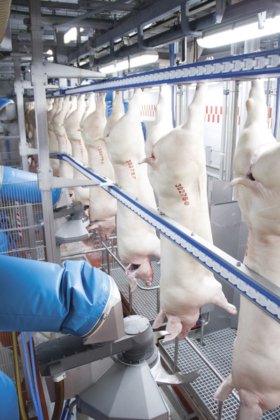 豚の大腸洗浄装置屠殺機械用食肉処理場