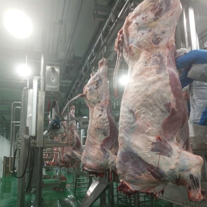日屠宰 500 头牛的大型屠宰场 清真肉类加工厂 奶牛屠宰场设备