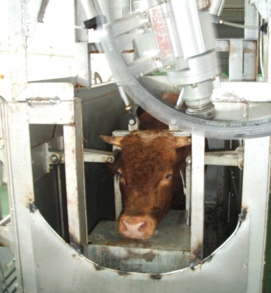 屠殺場用の牛用スタンナーのためのプロフェッショナルな牛肉屠殺機器