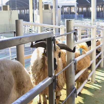 ハラール羊肉屠殺場機械 羊の屠殺肉加工設備