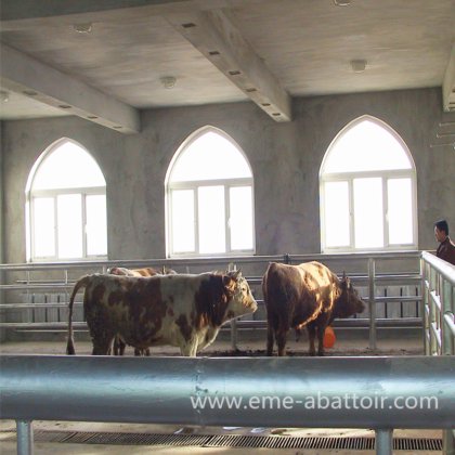 专业屠宰场设计 100-250 头奶牛屠宰场肉类加工设备 牛屠宰机械