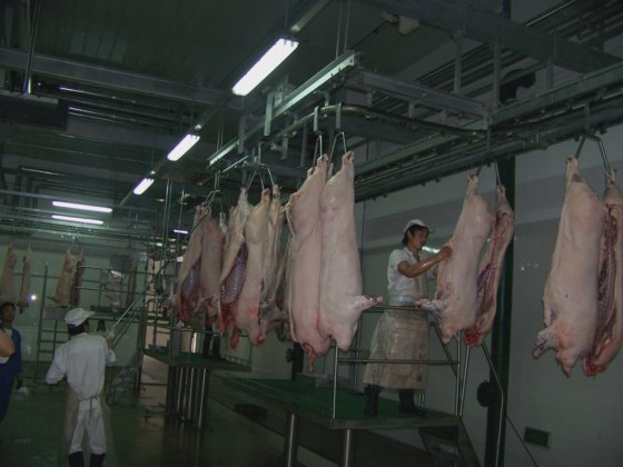 水平豚肉死体自動搬送レール屠殺設備