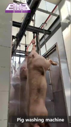 豚の胴体清掃自動装置 食肉処理機械 slaughter equipment