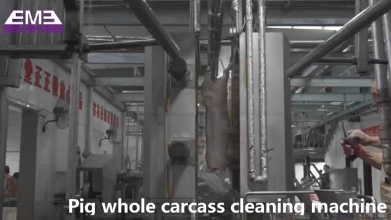 豚の胴体清掃自動装置 食肉処理機械 slaughter equipment