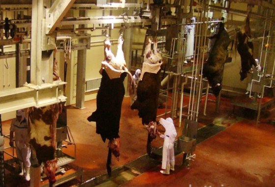 屠殺機器 半身肉配送降下機 牛肉処理場用の屠殺場