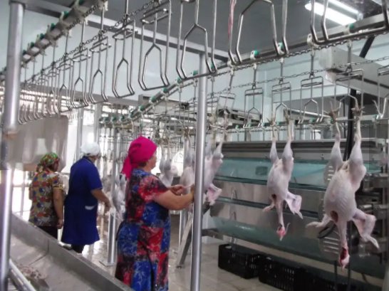 3000bph Halal Muslim 自动家禽鸭子鸡鹌鹑剥毛机羽毛屠宰场