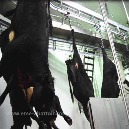 最高の肉屋機器 屠殺場機械 牛 半分の胴体 バンドスプリッティングソー