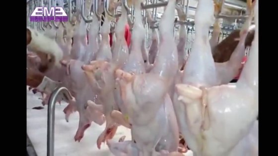 高度な鶏肉屠殺機器 鶏羽毛抜き機 農業機械および設備用