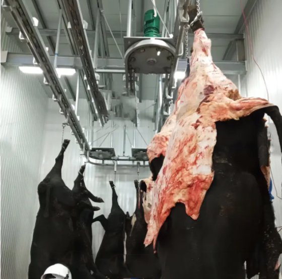 牛 豚 slaughter line 食肉処理機械