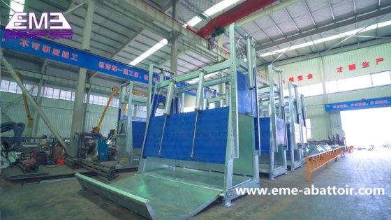 ムスリムのハラール牛屠殺ライン、スタンニングキリングマシン、牛の食肉処理設備用の屠殺場。