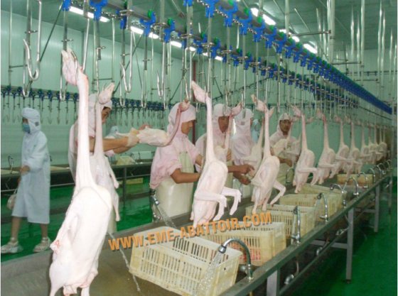 旋转式家禽拔毛机 小型屠宰场烫毛设备