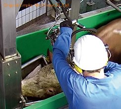 用于屠宰场肉类加工设备的牛屠宰场杀牛机