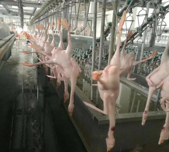 完全自動鶏肉設備 皮むき機 皮むき処理ライン 鶏肉 鴨肉