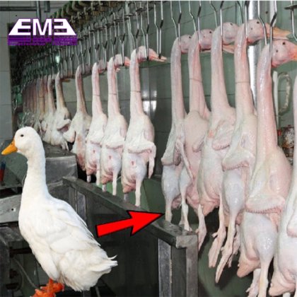 肉屋機器 鶏肉屠殺 信頼性のある羽毛抜き機械