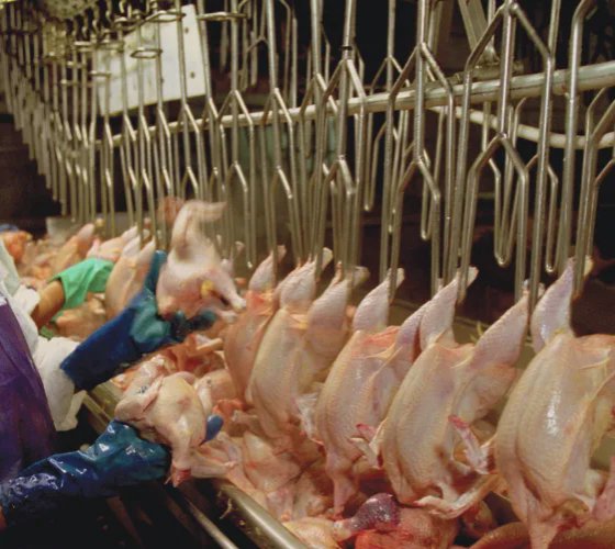 屠宰场设备 屠宰场切翅机 家禽屠宰场