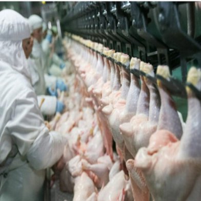 鶏やアヒルの屠殺用電動羽毛抜き機