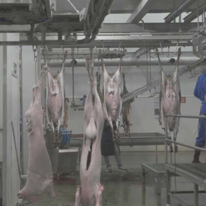 山羊清真屠宰场机器 羊 猪屠宰场脱毛机