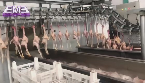 家禽加工 鸡胴体预冷系统 螺杆式预冷设备 鸡屠宰线