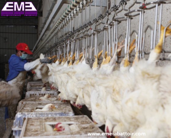 用于鸡鸭鹅养殖场屠宰场设备的家禽胴体卸载装置屠宰机