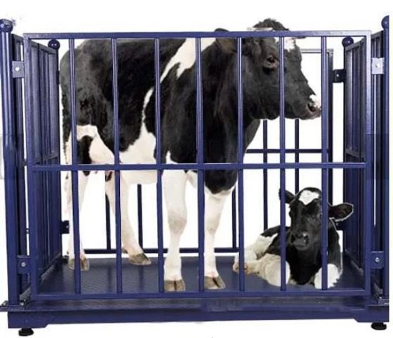 牛屠宰场设备 机械活牛体重秤 屠宰场设备