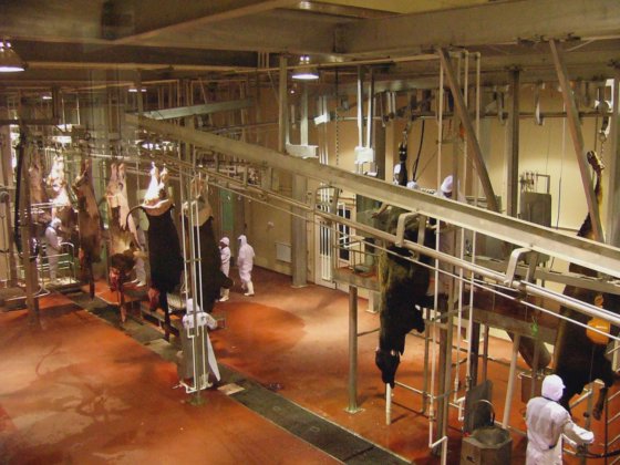 胴体轨道称重系统 牛屠宰场机器的定制设计