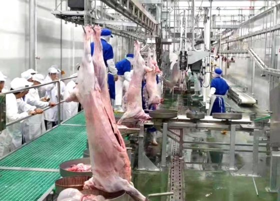 羊、ヤギ、アルパカの死体用バンド分割鋸、屠殺設備、食肉処理場用