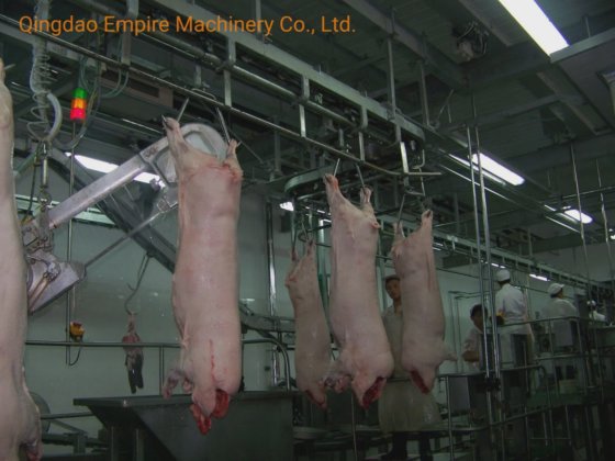 豚の自動出血搬送レール屠殺装置