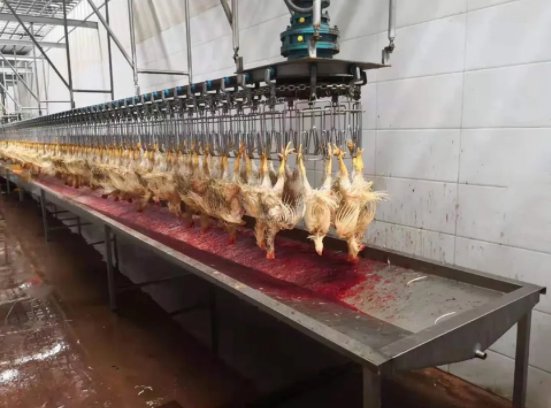 便宜的鸡屠宰机价格 用于鸡屠宰线的家禽自动杀鸡机