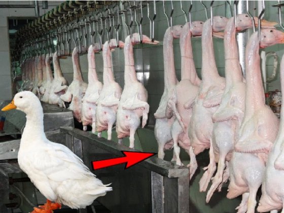 鸡屠宰线烫毛和拔毛组合机 屠宰场农业机械