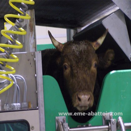肉処理機 自動牛肉死体清掃機械 食肉処理場機械