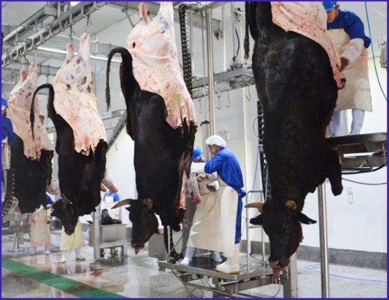 交钥匙工程 牛胴体自动输送轨道式牛肉屠宰场加工设备 奶牛屠宰设备