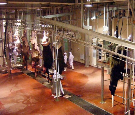 交钥匙工程 牛胴体自动输送轨道式牛肉屠宰场加工设备 奶牛屠宰设备