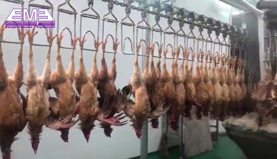 家禽屠殺場用の carcass 洗浄機器