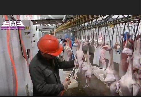 家禽屠殺場用の carcass 洗浄機器