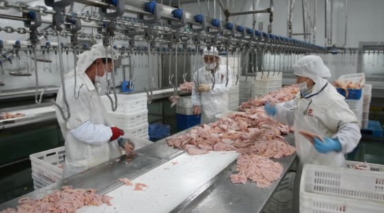 家禽屠宰场加工设备 鸡爪去皮切割加工生产线