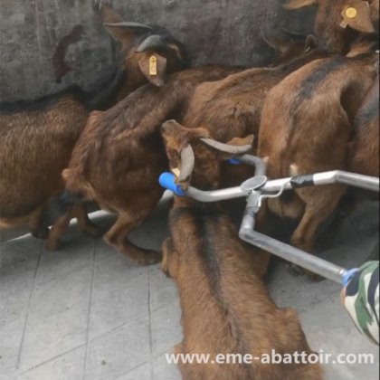 プロフェッショナル食肉処理設備 羊屠殺場 子羊屠殺ライン 山羊屠殺機 販売用