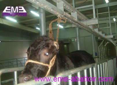 牛 白と赤 内臓除去 プラットフォーム 食肉処理場