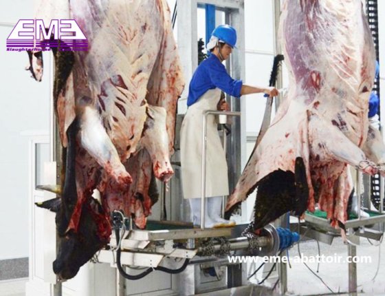 牛 白と赤 内臓除去 プラットフォーム 食肉処理場