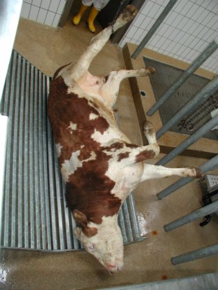 屠宰场设备 牛屠宰设备机械 牛胴体收集烧烤架