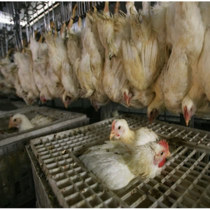 用于家禽饲养和运输的结实耐用鸡笼