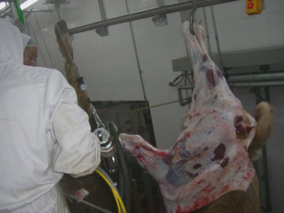 牛后腿分离装置 母牛屠宰线 屠宰场设备