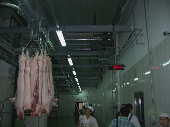 猪屠体处理手动输送轨道屠宰场设备