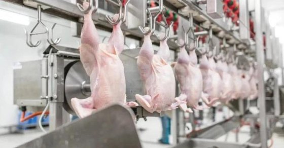 农业与设备 爪切机 肉类切割机 畜禽养殖设备