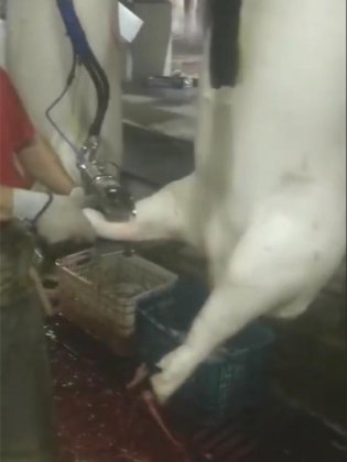 猪屠宰场设备 猪屠宰场机器 液压割猪蹄设备