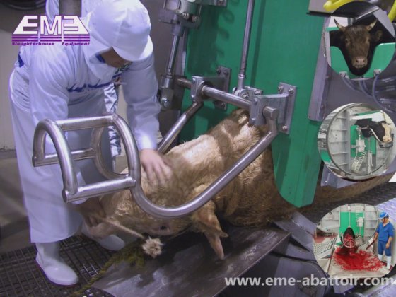 用于清真屠宰场的牛屠宰机 牛屠宰场设备 牛祭祀杀牛箱