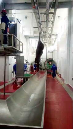 牛肉屠宰场设计机 自动牛屠宰线 屠宰场设备