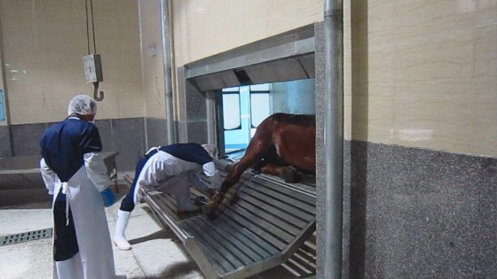 牛屠宰设备机械牛胴体收集烧烤架