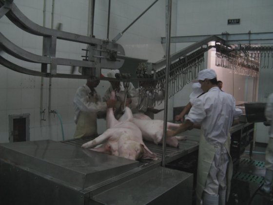 用于肉类加工厂的生猪放血斜坡提升屠宰设备