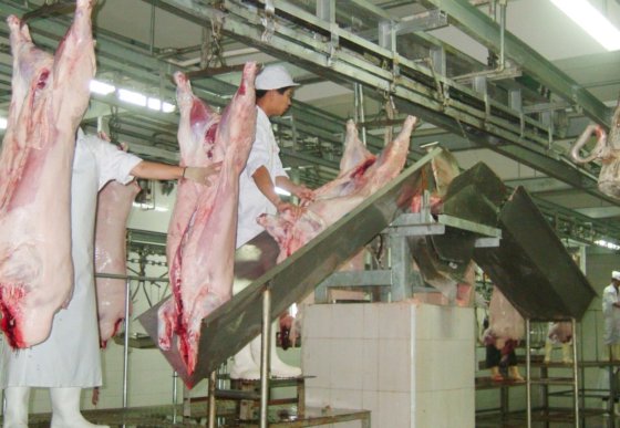 自動肉処理豚屠殺機械 ホッグブッチャーアバトワールライン屠殺場